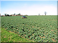 Oilseed rape crop beside Fundenhall Road