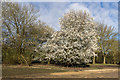 Blossom in the Car Park, Trent Park, Cockfosters, Hertfordshire