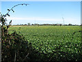 Oilseed rape crop by Maytree Farm