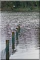 TQ2786 : Gulls on Highgate Ponds by Glyn Baker