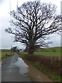 Tree by the road to Greystone