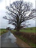 SX7591 : Tree by the road to Greystone by David Smith