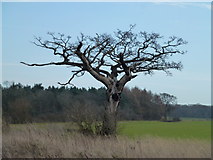 TF1201 : Lone tree and Bushy Wood near Castor Hanglands by Richard Humphrey