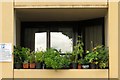 Window garden overlooking the Thames