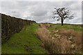 A drystone wall, a ditch, and a tree on Ramsgreave moor