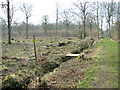 TM1497 : Cleared area in Lower Wood Nature Reserve by Evelyn Simak
