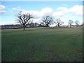 Trees crossing a field, south of Spelder Banks Plantation