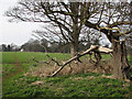 Footpath and fallen bough