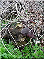 Fungus on dead tree stump, Burge End Lane