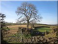 Tree and field boundary near Ottery