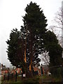 Damaged tree on Ancaster Road