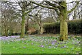 Crocuses, Boggart Hole Clough