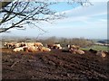 Cattle near Heath Wood