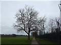 Tree in Gippeswyk Park