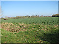 Oilseed rape crop by St Margaret