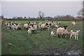 South Gloucestershire : Sheep Grazing