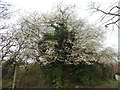 Tree on the edge of Gippeswyk Park