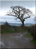 SX7792 : Bare tree by the access road to Higher Eggbeer by David Smith