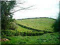 Hedge-bordered fields east of the A24