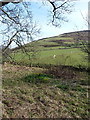 Welsh daffodils in rough ground near Llanfendigaid