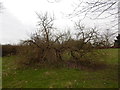 Flat tree in Chantry Park