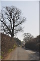 Mid Devon : Country Lane