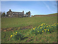SD5296 : Daffodils at Coppice Howe by Karl and Ali
