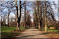 Tree-lined avenue in Wollaton Park