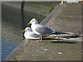 NT4075 : Gulls at Port Seton harbour by M J Richardson