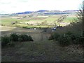 Christmas trees and Sidlaw Hills