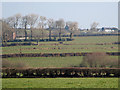 Fields near Llantood