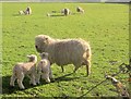 Ewe and lambs near Rushford