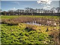 Conservation Area at Haresfinch Park