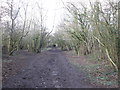 Muddy footpath towards Hell Wath Nature Reserve