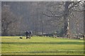 Sidmouth : Grassy Field