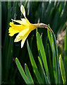 SU5667 : Daffodil in Midgham Park, Midgham, Berkshire by Edmund Shaw