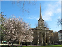 TQ3282 : St. Clement's Church and spring blossom in King Square, EC1 by Mike Quinn