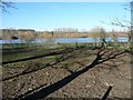 Tree shadow, southern bank of Knotford Fishery