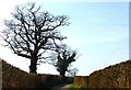 Trees on Merepond Lane