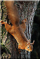 NJ2469 : A red squirrel (Sciurus vulgaris) by Walter Baxter