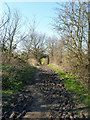 Muddy footpath