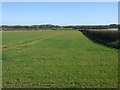 Farmland and hedgerow