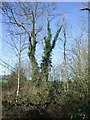 Edge of Dyscarr Wood near Langold