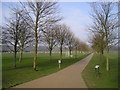 Young Elms, Pontcanna Fields