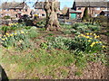 Daffodils under tree in Orford recreation ground