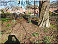 Daffodils under tree in Orford recreation ground