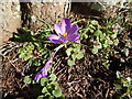 Crocus in Orford recreation ground