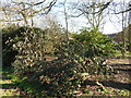 Bushes in Orford recreation ground