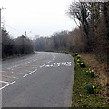 Roadside daffodils, Rhos