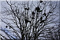 Shoe tree